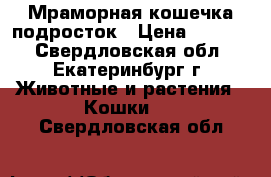 Мраморная кошечка подросток › Цена ­ 3 000 - Свердловская обл., Екатеринбург г. Животные и растения » Кошки   . Свердловская обл.